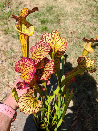 LBOB07 Unique hybrid Sarracenia