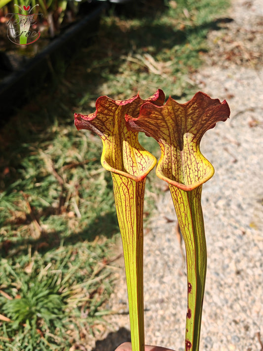 LBOB07 Einzelhybride Sarracenia