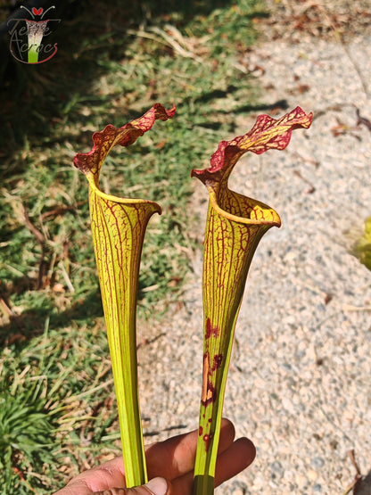 LBOB07 Unique hybrid Sarracenia