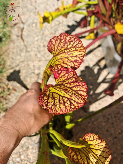 LBOB07 Unique hybrid Sarracenia