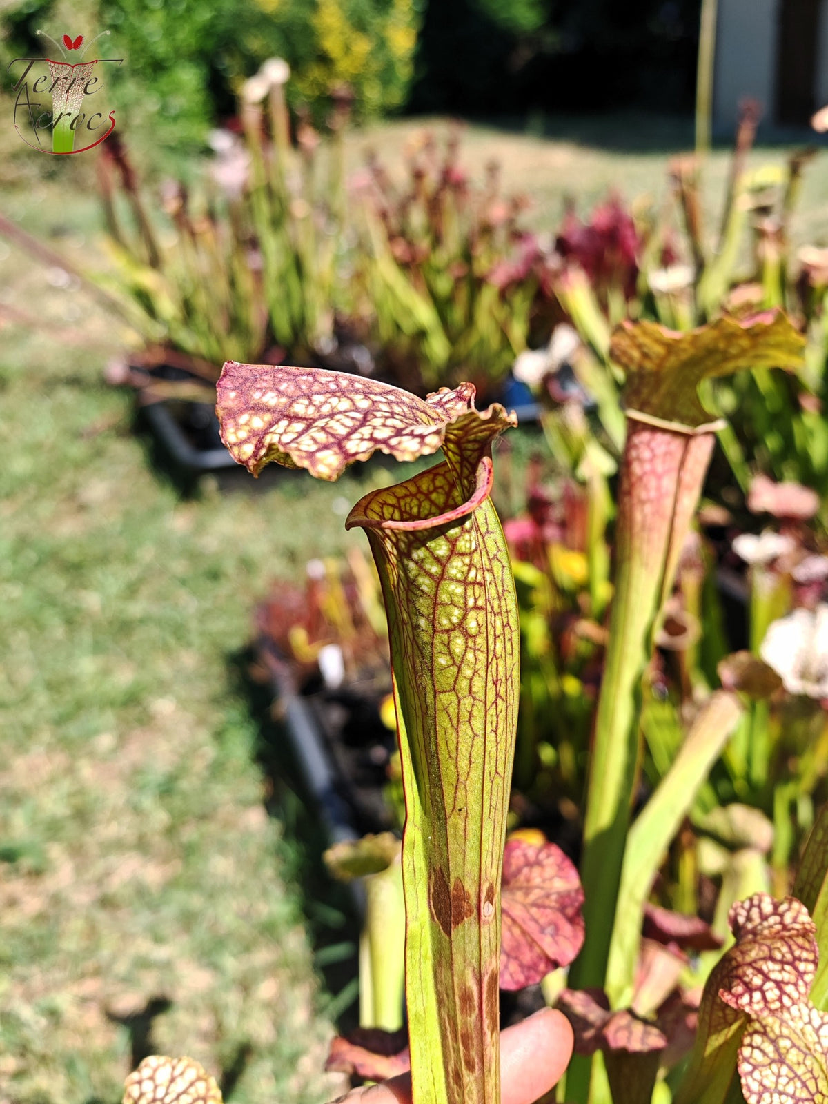 LBOB08 Sarracenia hybride