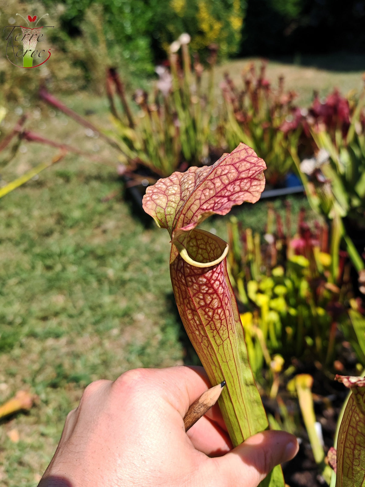 LBOB08 Sarracenia hybride