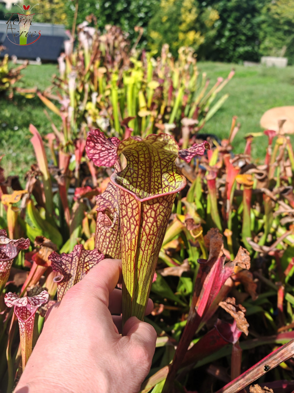 LBOB08 Sarracenia hybride