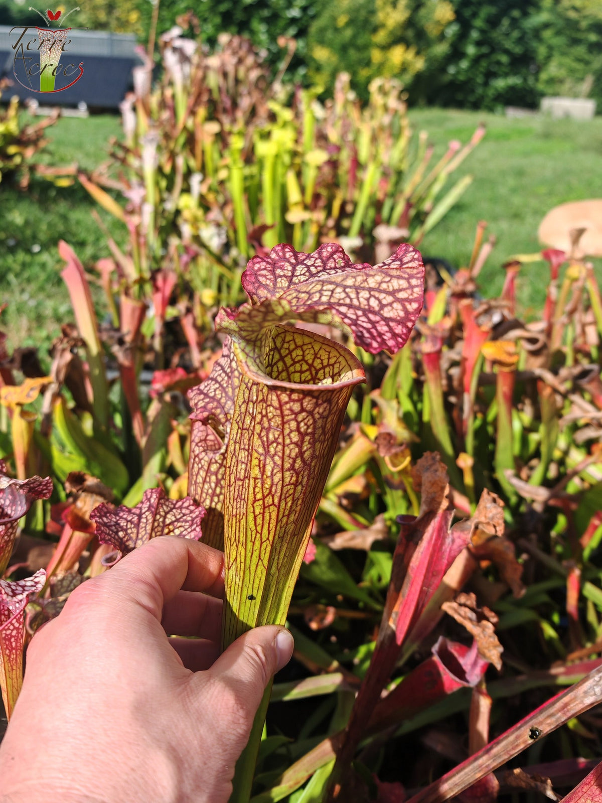 LBOB08 Sarracenia hybride