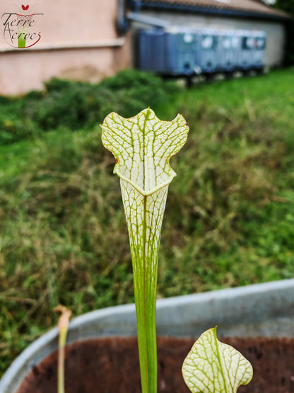 LBU03 Sarracenia hybrid