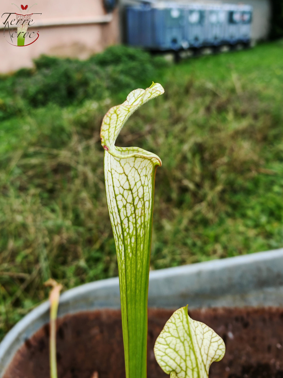 LBU03 Sarracenia hybrid