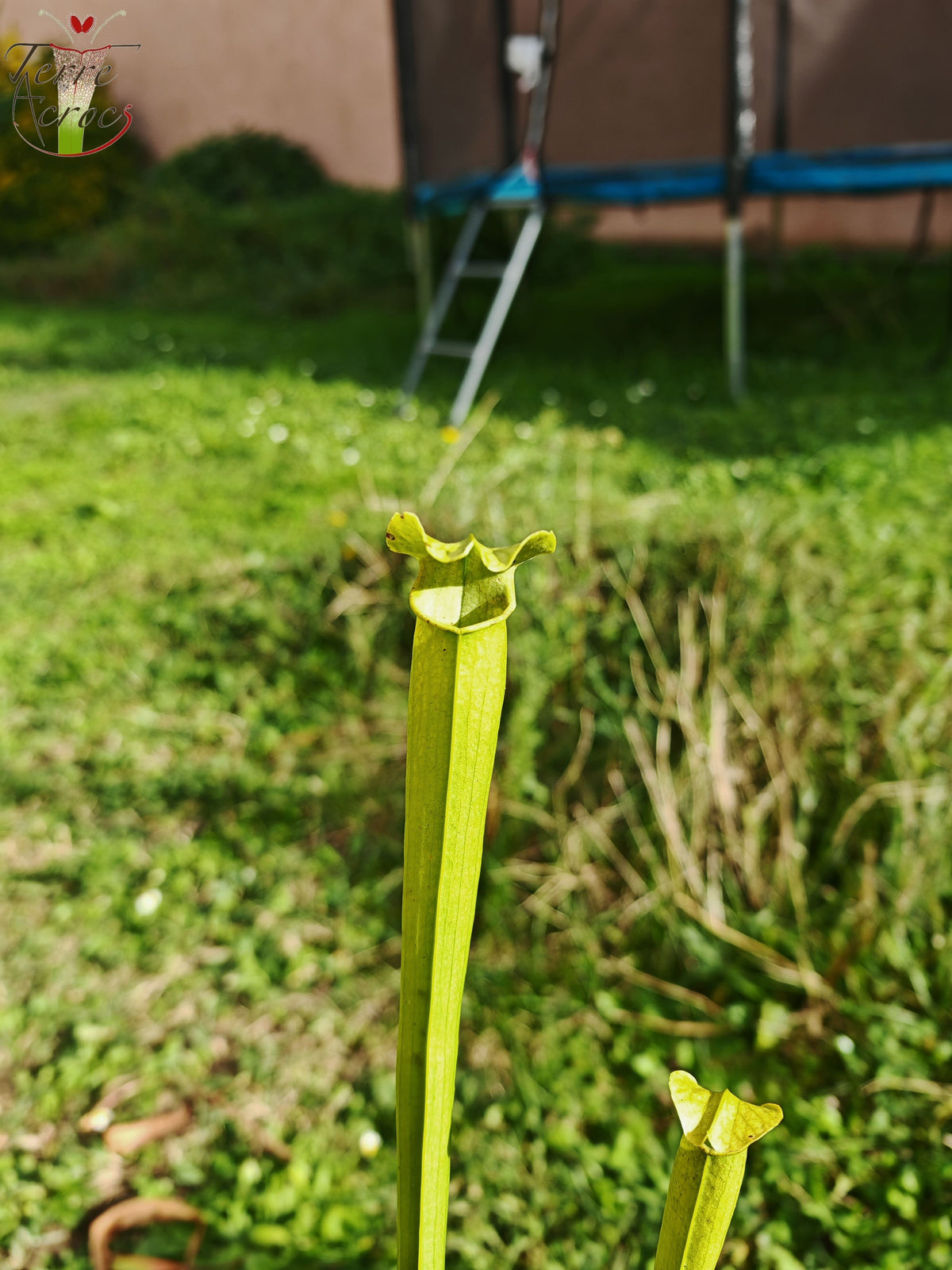 LBU04 Sarracenia hybride