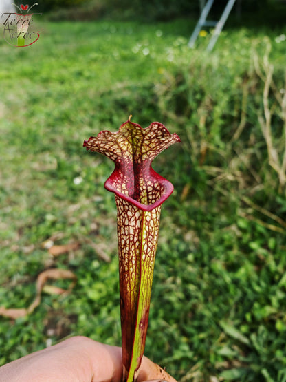 LBU05 Hybride Sarracenia