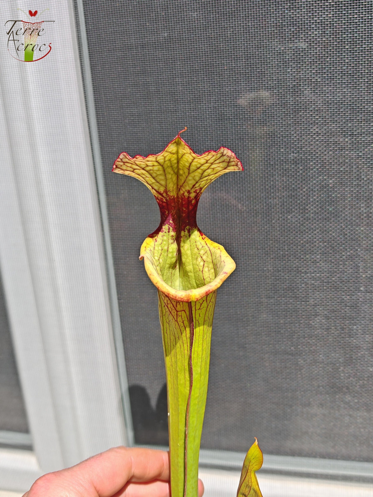 LBU05 Hybride Sarracenia