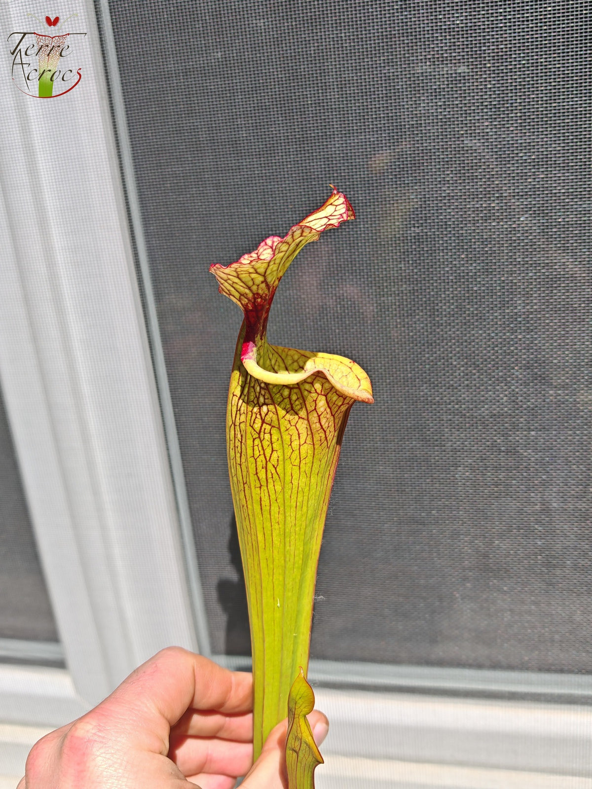 LBU05 Hybride Sarracenia