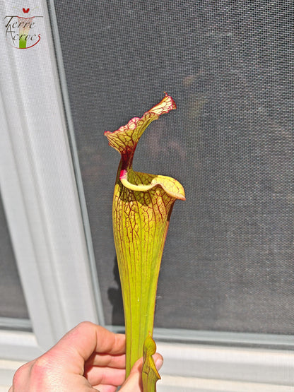 LBU05 Hybride Sarracenia