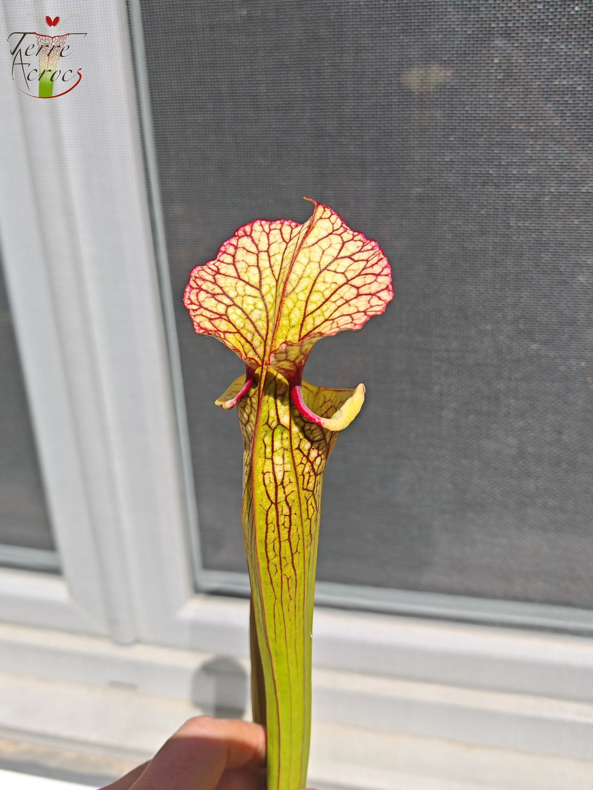 LBU05 Hybride Sarracenia