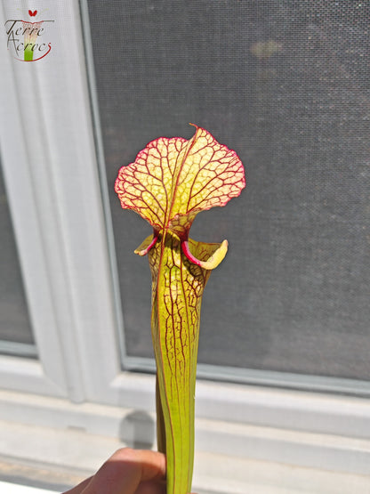 LBU05 Hybride Sarracenia