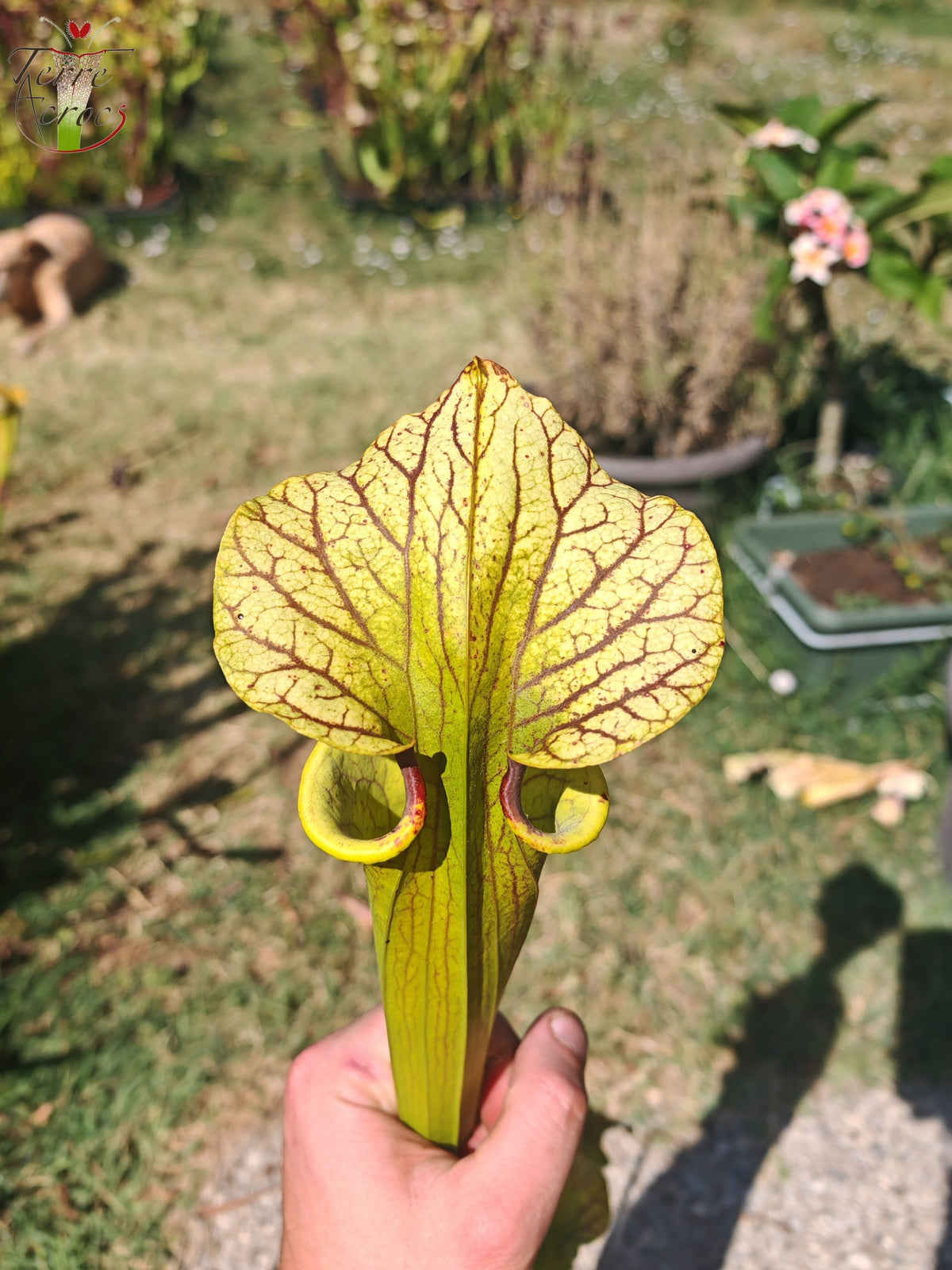 LBU06 Sarracenia hybride unique