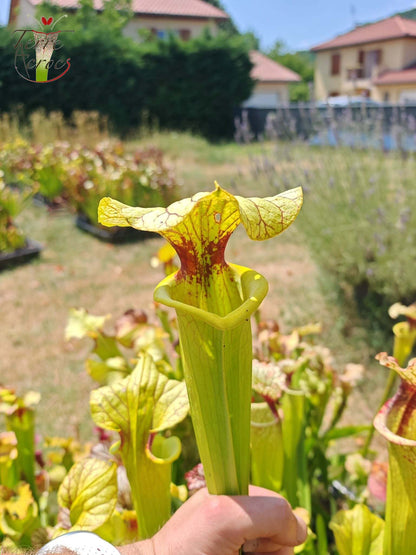 LBU06 Sarracenia hybride unique