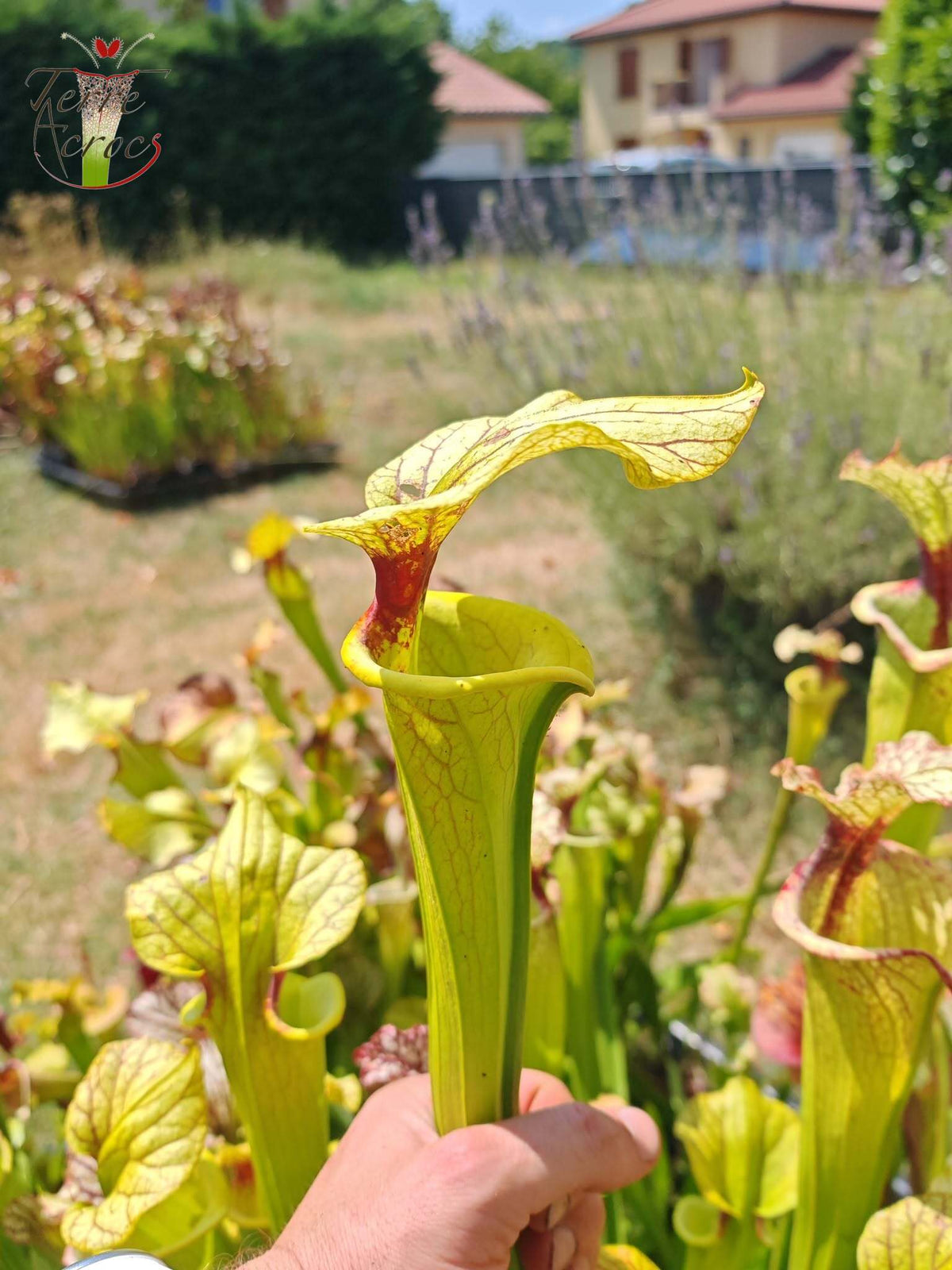 LBU06 Sarracenia hybride unique