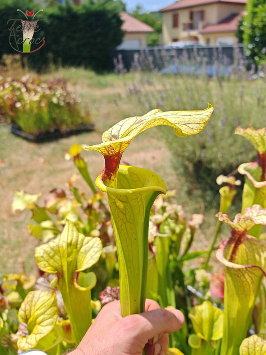 LBU06 Sarracenia hybride unique