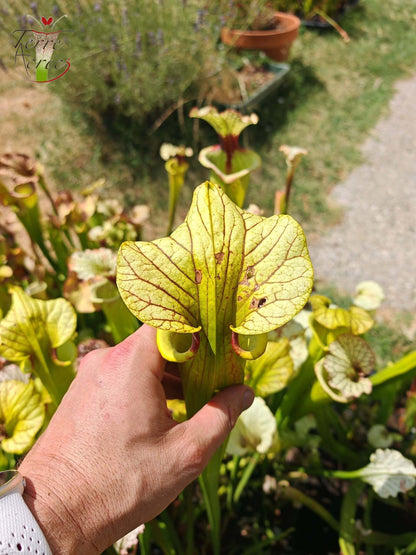 LBU06 Sarracenia hybride unique