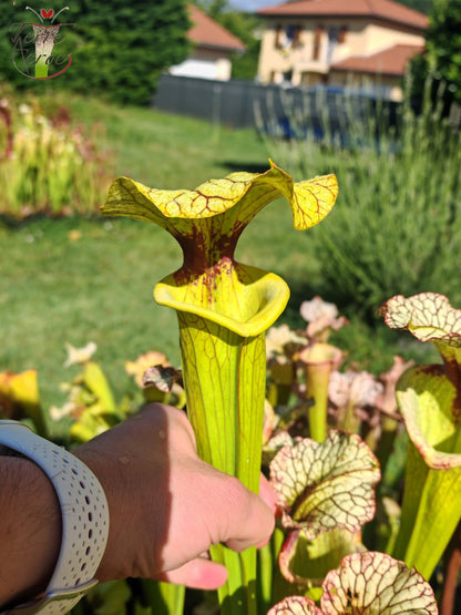 LBU06 Sarracenia hybride unique