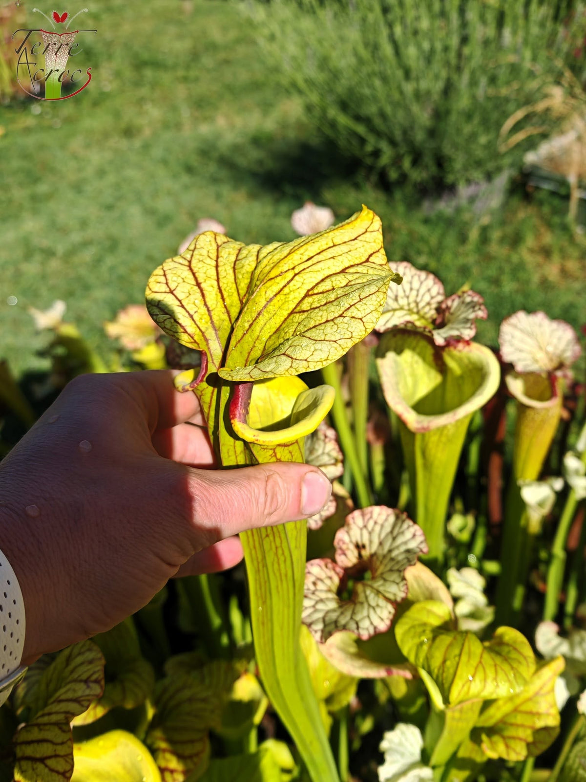 LBU06 Sarracenia hybride unique