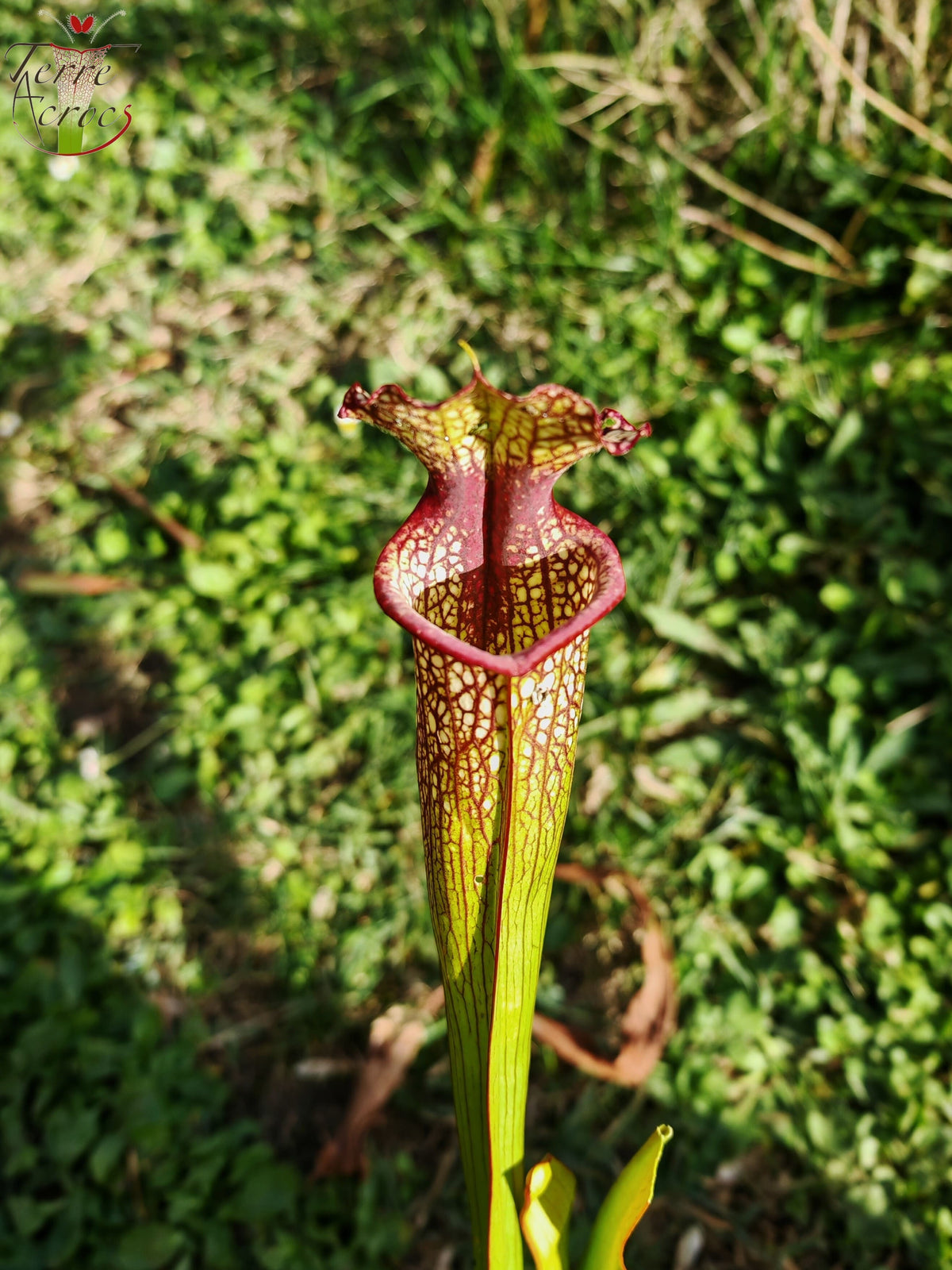 LBU07 Sarracenia hybride