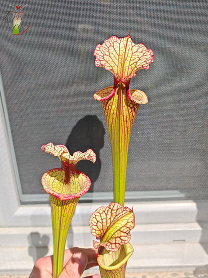LBU07 Sarracenia hybride