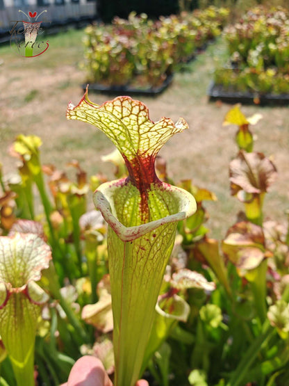 LBU07 Sarracenia hybride