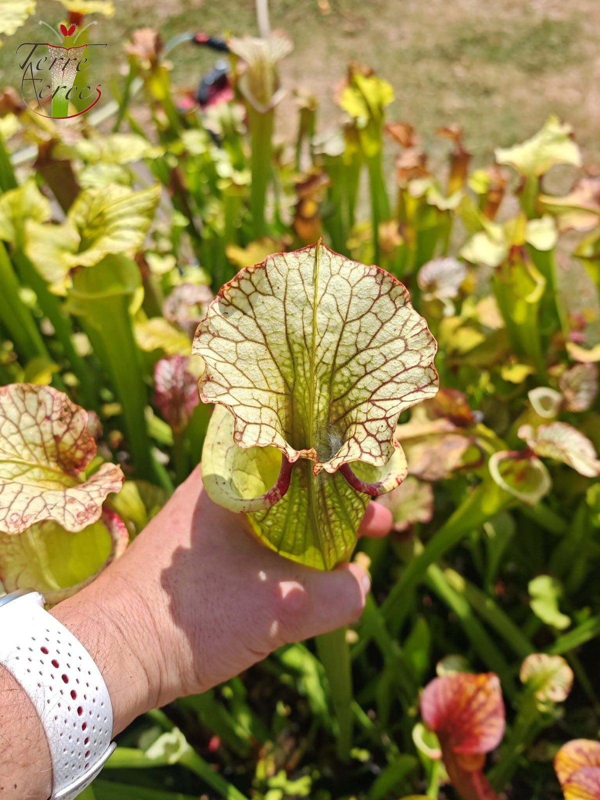 LBU07 Sarracenia hybride