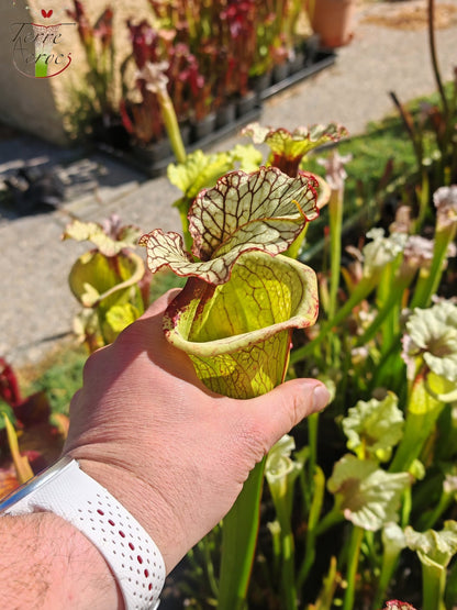 LBU07 Sarracenia hybride