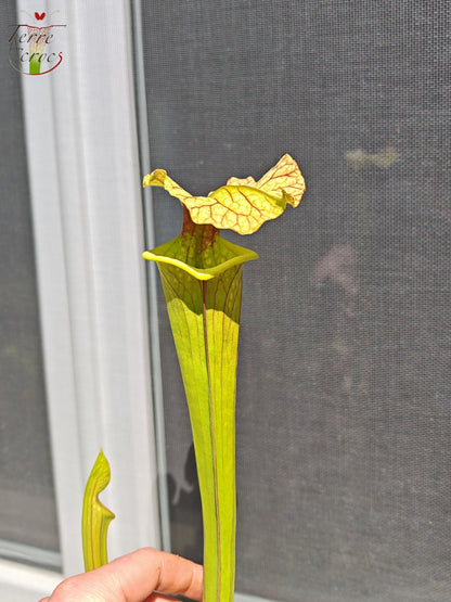 LBU09-04 Sarracenia hybrid