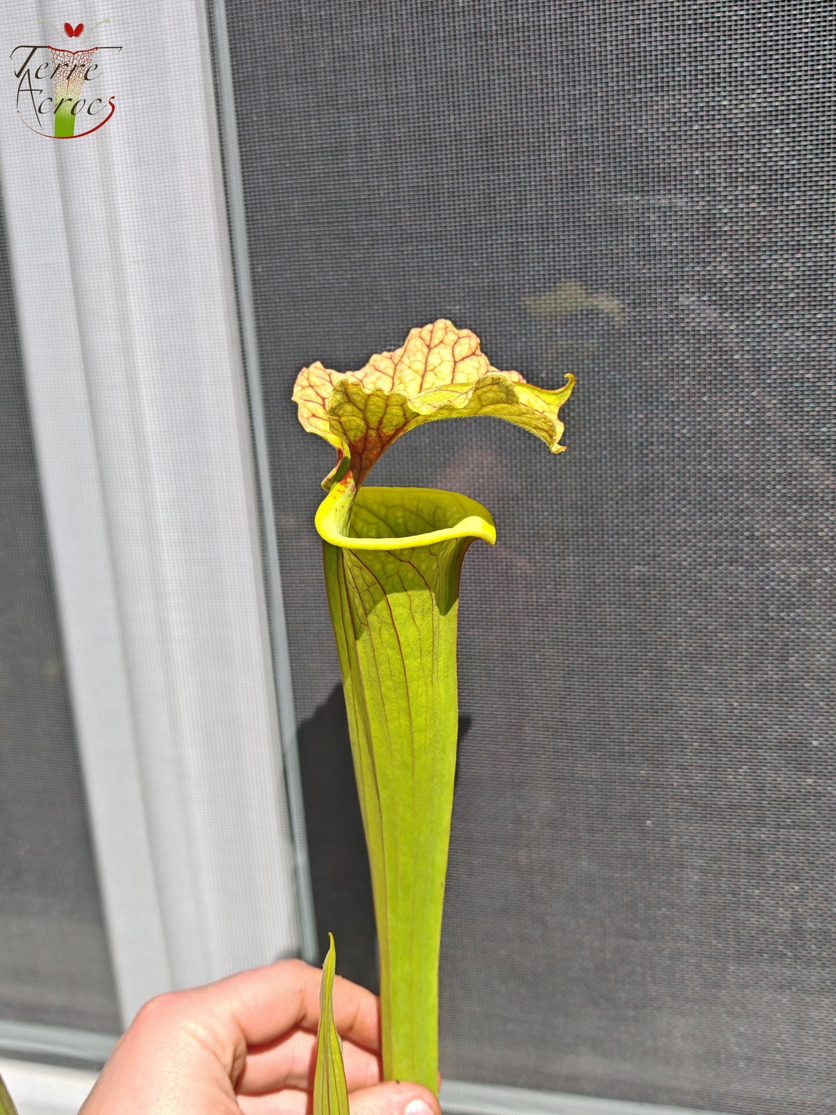 LBU09-04 Sarracenia hybrid