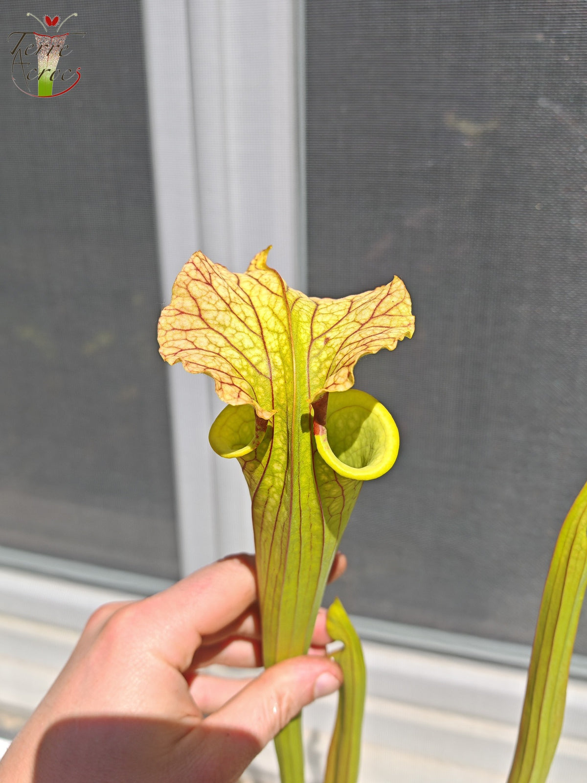 LBU09-04 Sarracenia hybrid