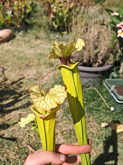LBU09-04 Sarracenia hybrid