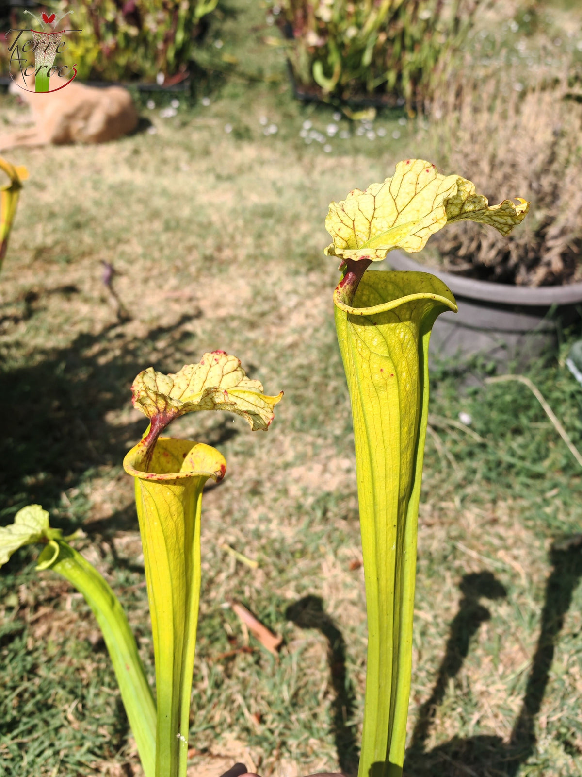 LBU09-04 Sarracenia hybrid
