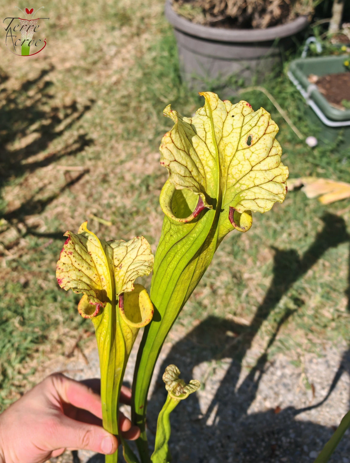 LBU09-04 Sarracenia hybrid