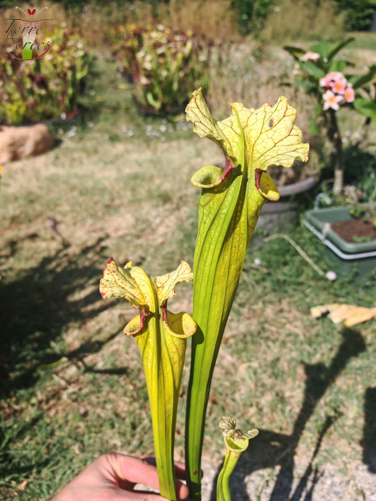 LBU09-04 Sarracenia hybrid