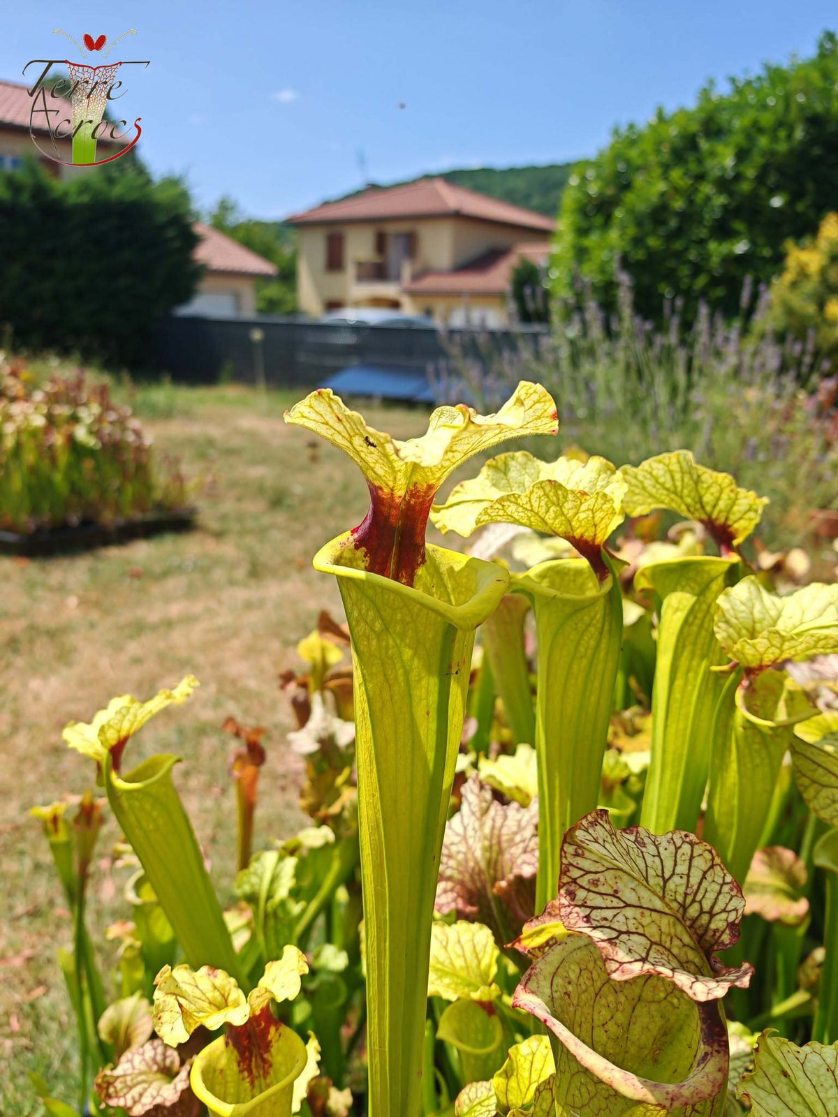 LBU09-04 Sarracenia hybrid