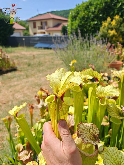 LBU09-04 Sarracenia hybrid