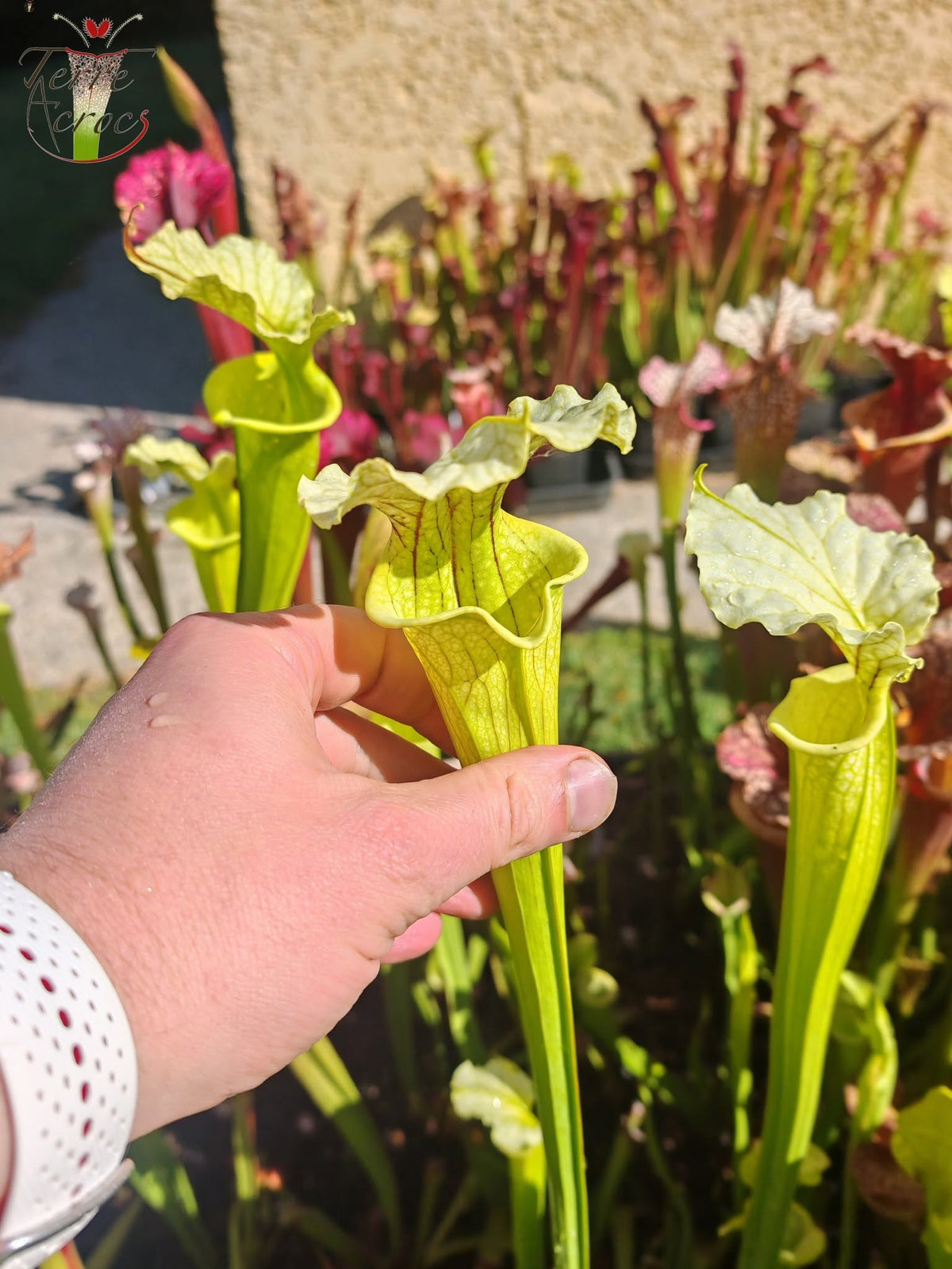 LBU09-04 Sarracenia hybrid