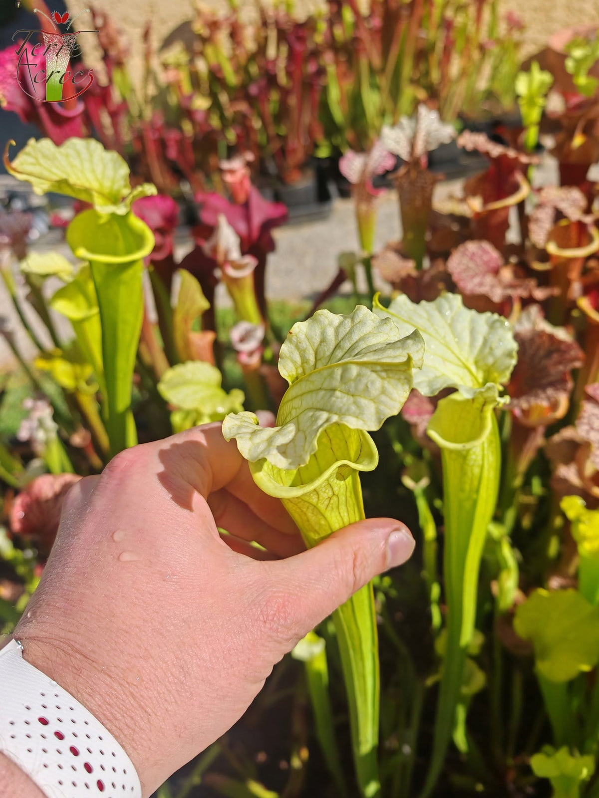 LBU09-04 Sarracenia hybrid
