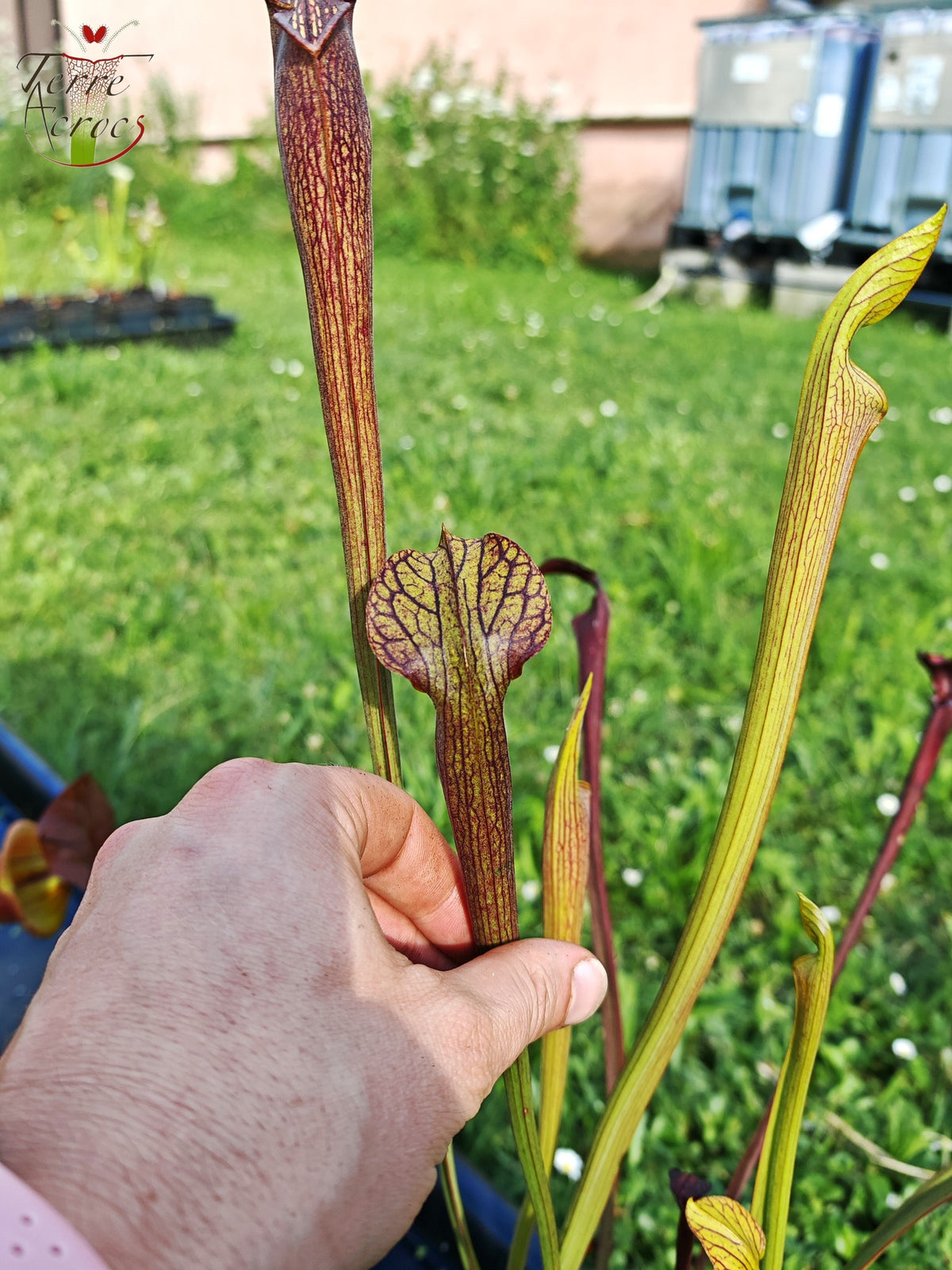 SAN02 Sarracenia alata var. nigropurpurea – Black Tube, De Soto National Forest, MS, W (A27, MK)