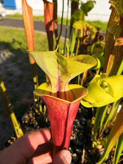 SFA01 Sarracenia flava var. atropurpurea – Ganz rot