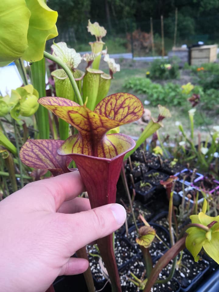 SFA01 Sarracenia flava var. atropurpurea – Ganz rot