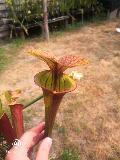 SFA01 Sarracenia flava var. atropurpurea – Ganz rot
