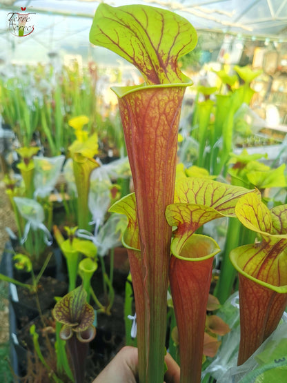 SFA01 Sarracenia flava var. atropurpurea – Ganz rot
