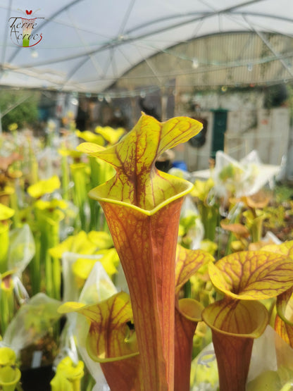 SFA01 Sarracenia flava var. atropurpurea – Ganz rot