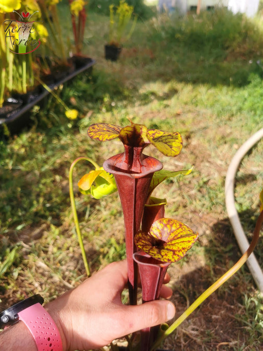 SFA02 Sarracenia flava var atropurpurea – Don-Schnell-Klon