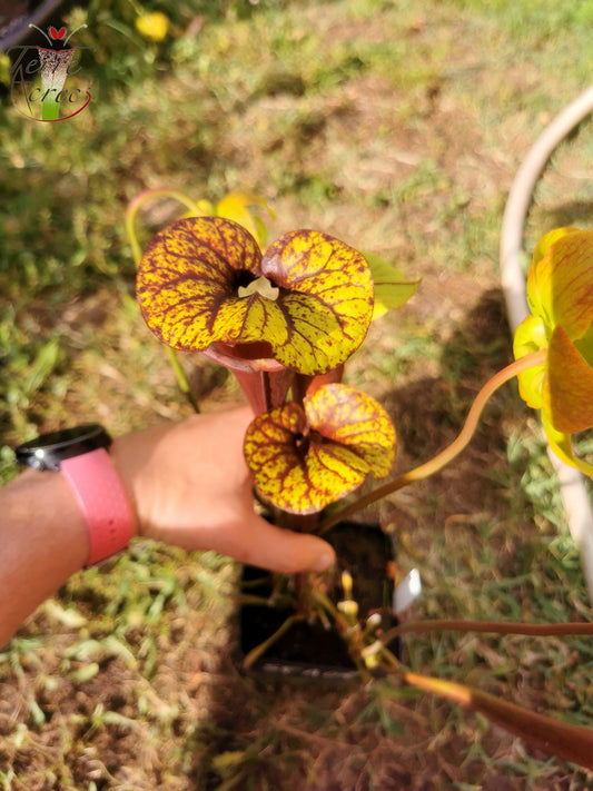 SFA02 Sarracenia flava var atropurpurea – Don-Schnell-Klon
