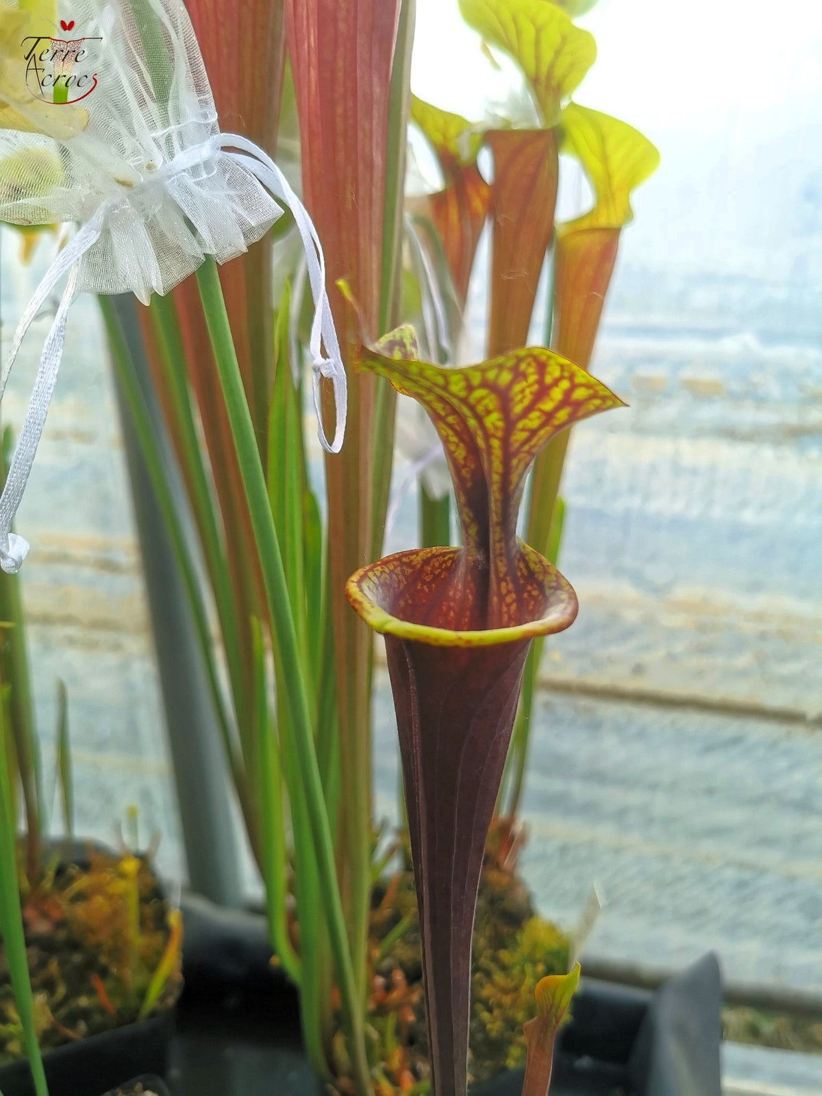 SFA04 Sarracenia flava var. atropurpurea – Marston Exotics, 1999 (F174 MK)