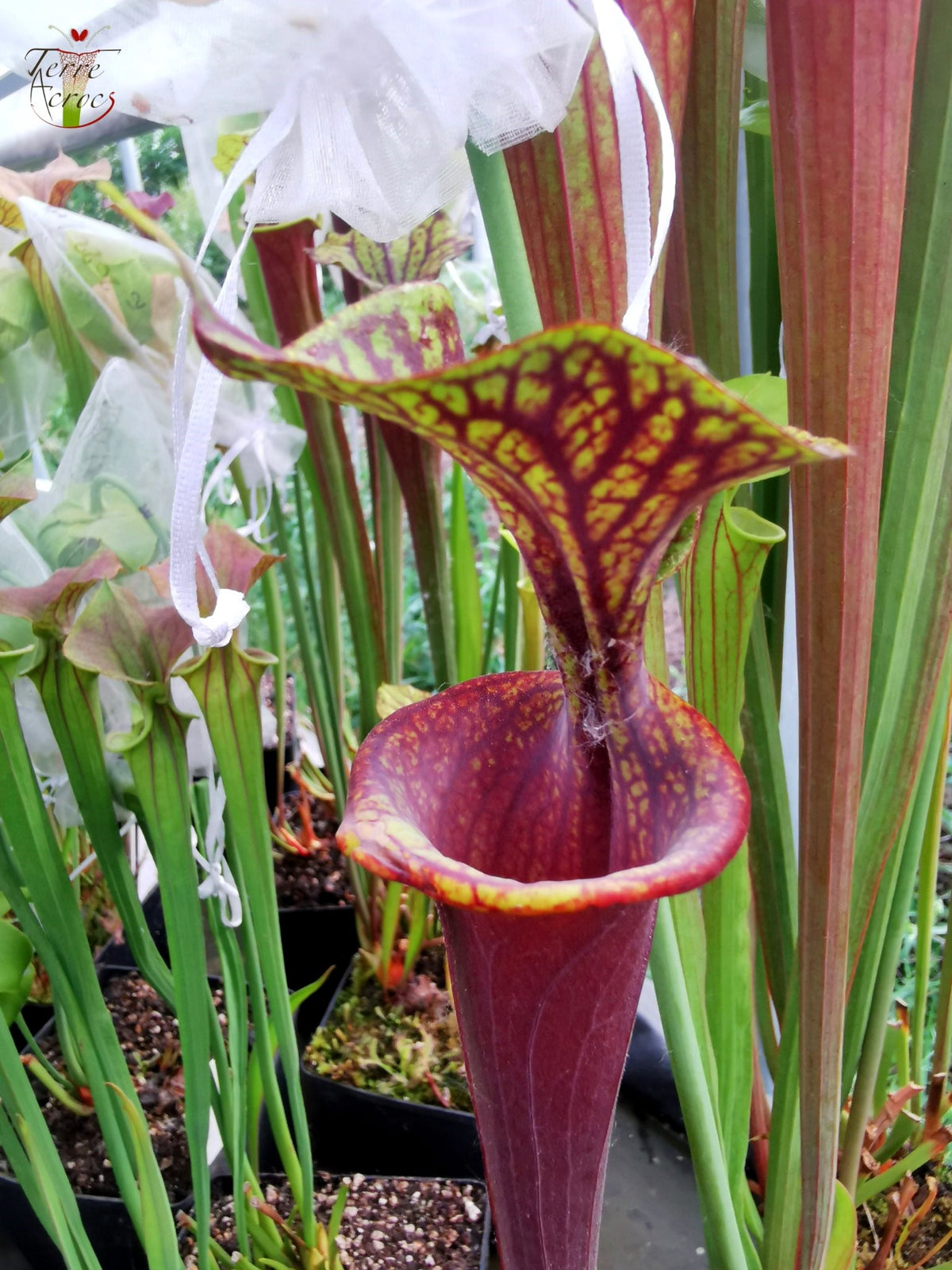 SFA04 Sarracenia flava var. atropurpurea – Marston Exotics, 1999 (F174 MK)